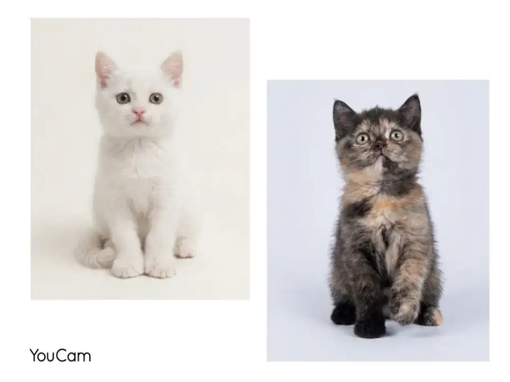 Sepasang BSH White Solid dan Tortie