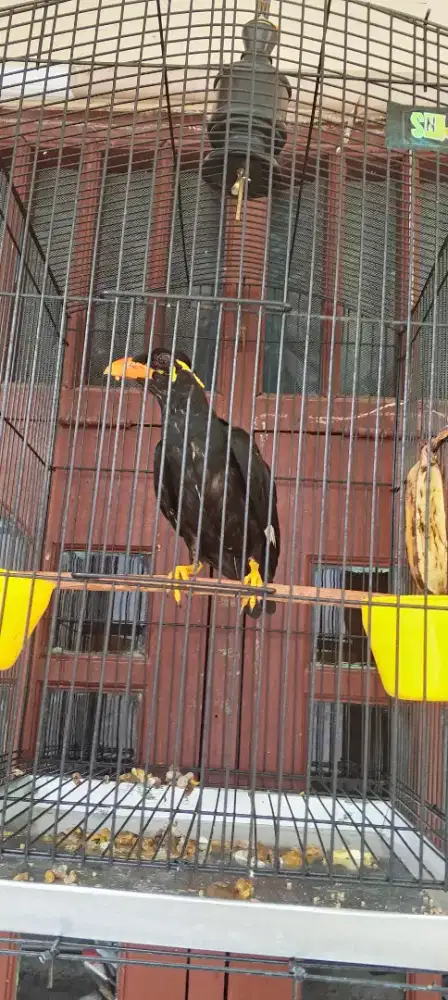 MH portotal jinak tinggal lanjut ngerawat