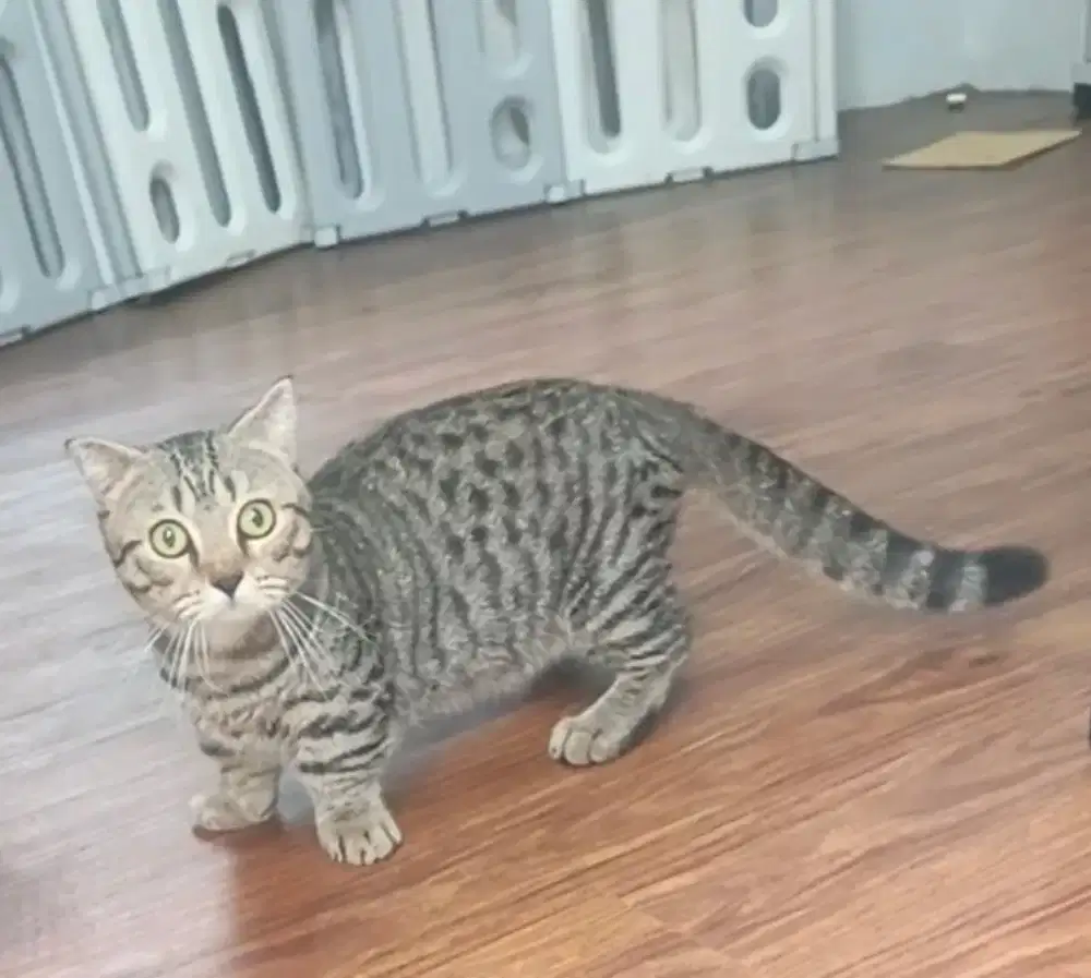 Kucing Munchkin gaelic