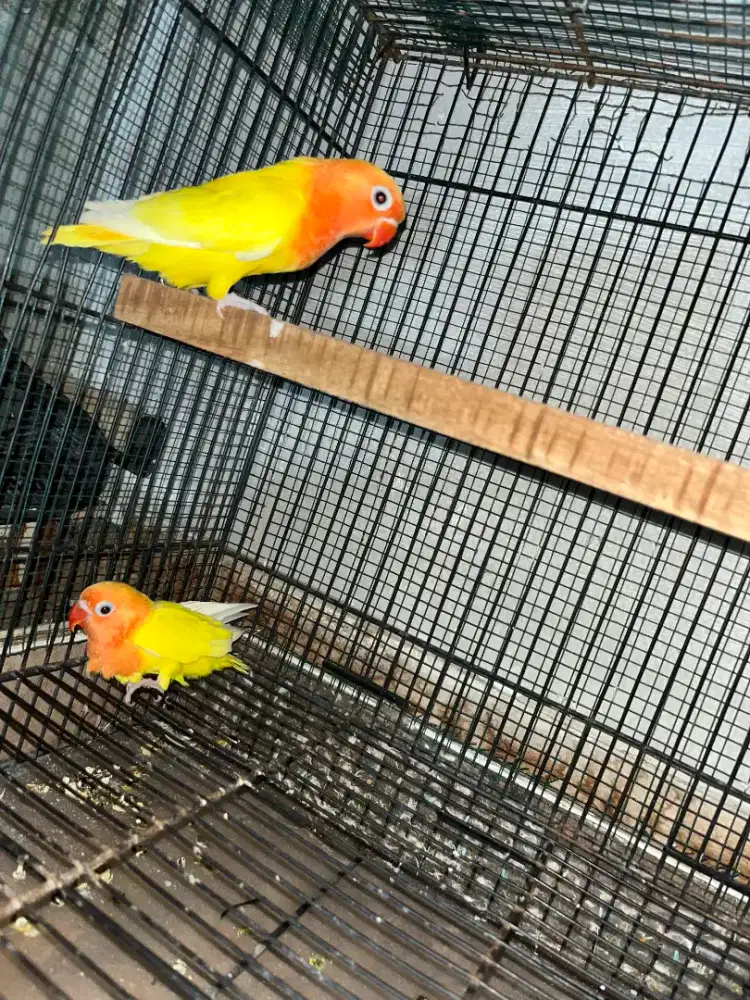 Lovebird biola lutino ino kuning