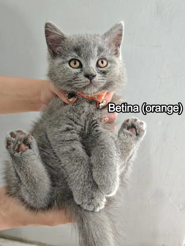 Open Adop BSH + Scottish fold