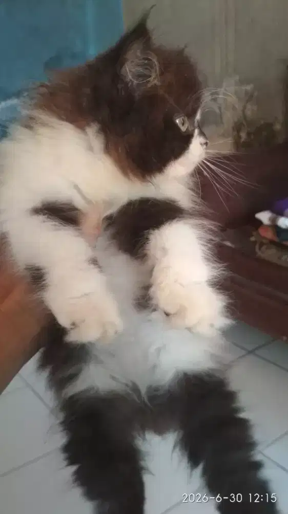 Kitten Persia Medium Betina Bicolor