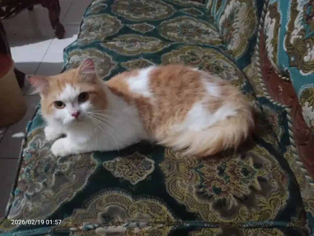 Murah: Kucing Persia Jantan umur 6bln, sehat, lucu, lincah, dll