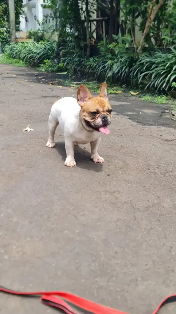 French bulldog  jantan manja banget