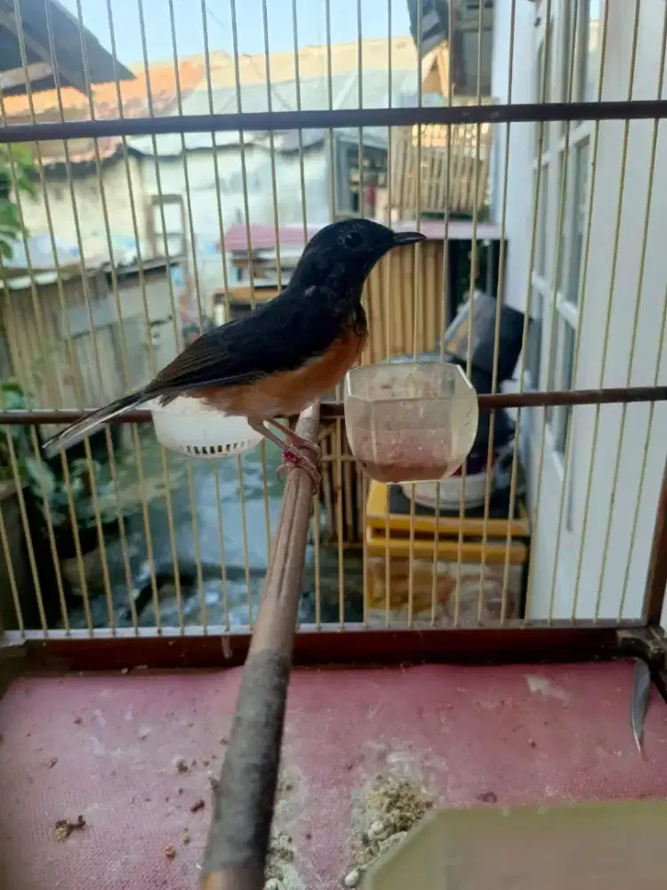 Trotol murai medan trah prestasian lagi mutas ke pastol...