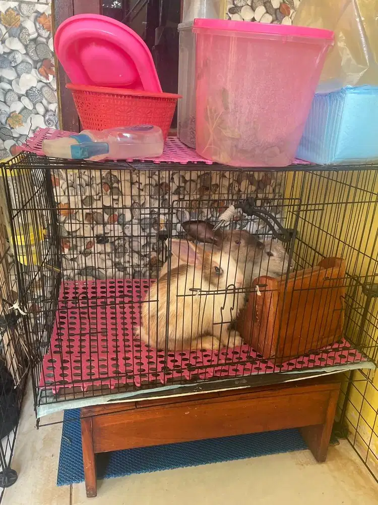 Jual kelinci 2 jantan 1 betina