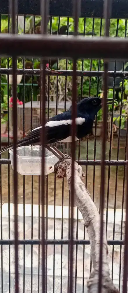 Kacer dada putih rajin bunyi, mulus no cacat