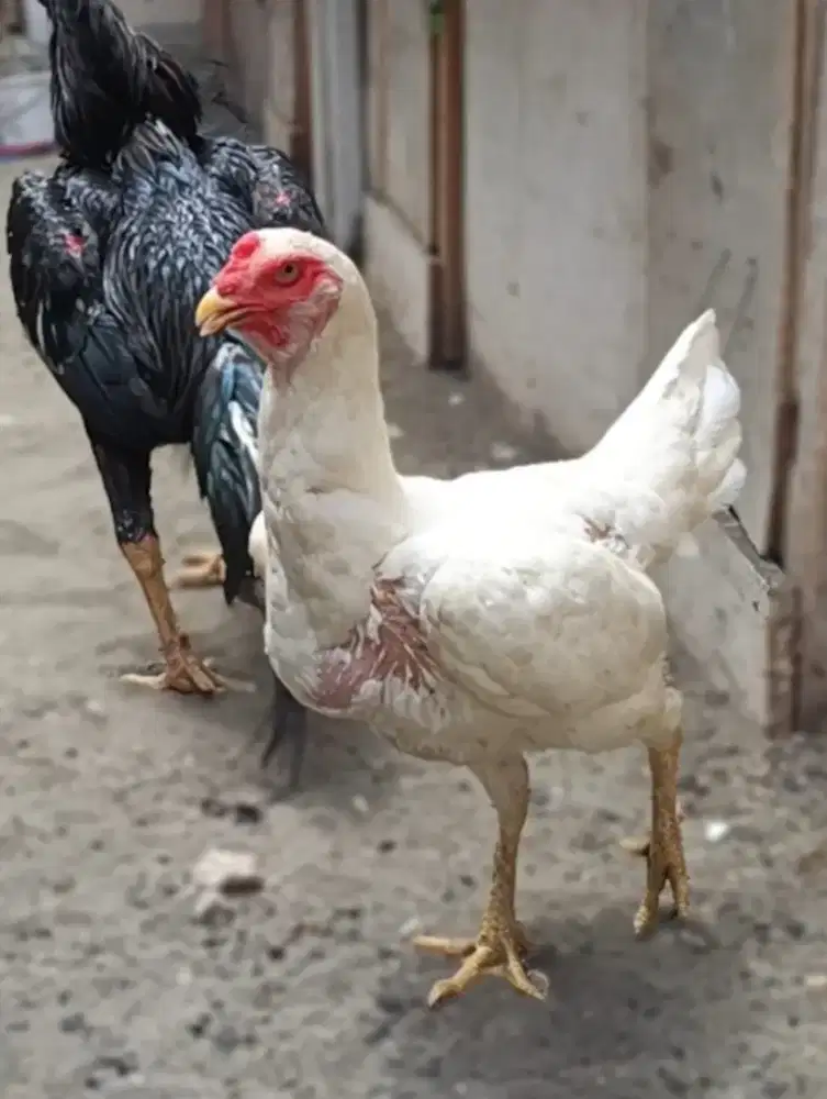 Ayam shamo eropa super jumbo