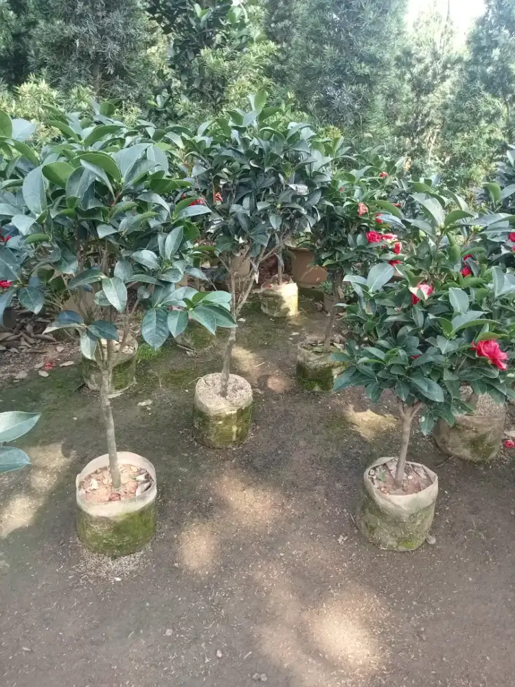 Pohon bunga camelia