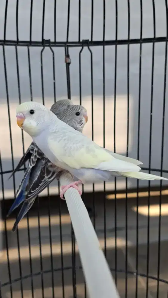 Burung parkit mutasian indukan yellow face