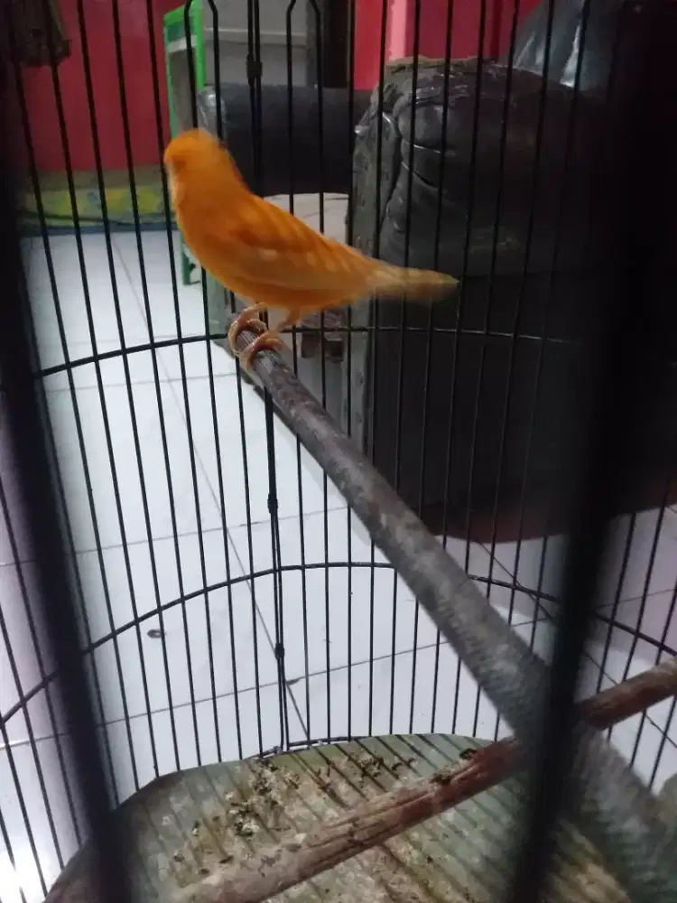Kenari merlok jantan bunyi