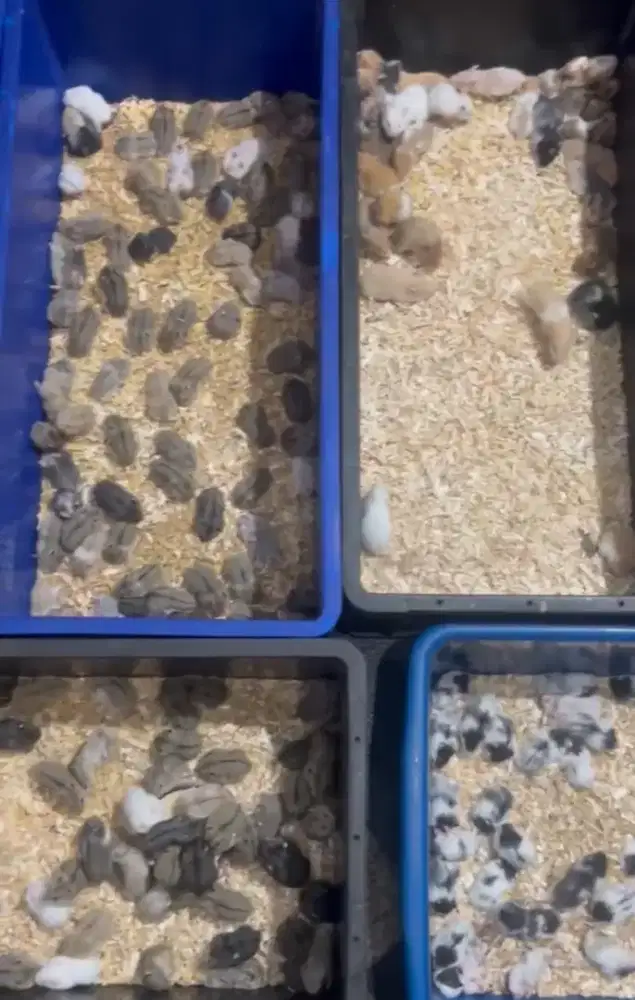 Hamster sehat dan lucu