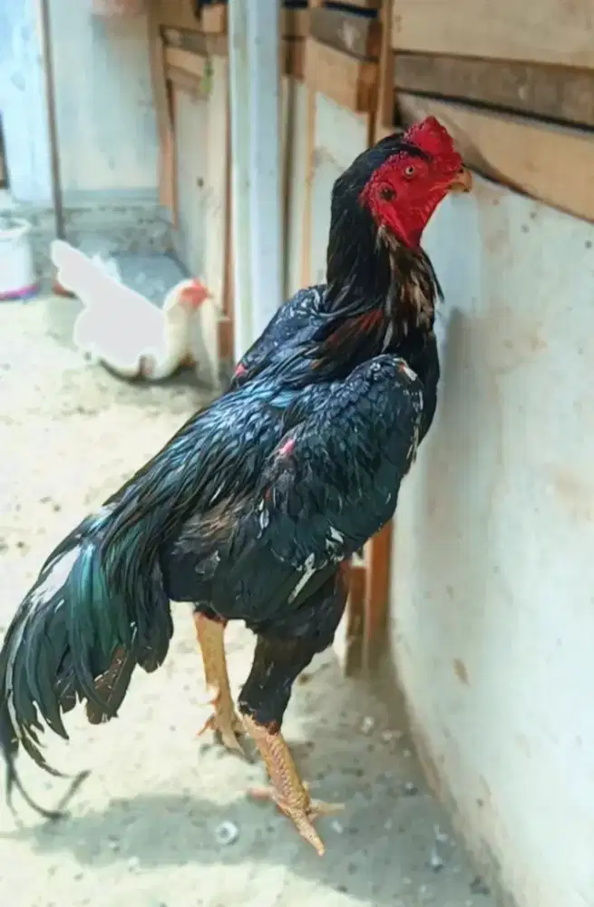 Ayam oshamo eropa super jumbo