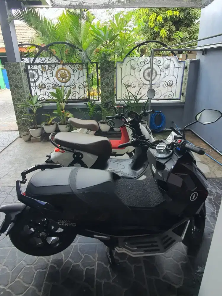 Jual ALVA CERVO OLD