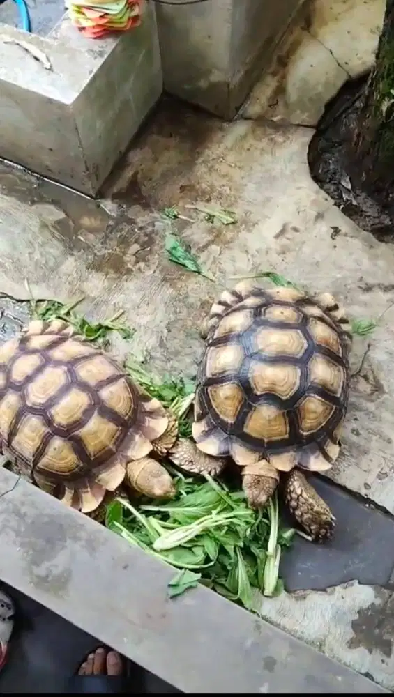 Kura-Kura Sulcata