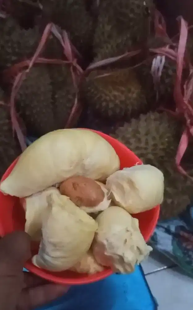 Durian Montong Asli