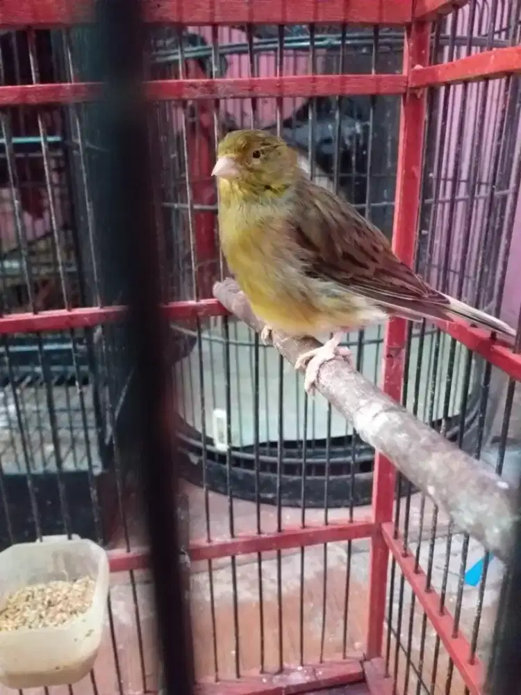 kenari betina bunyi kaya jantan