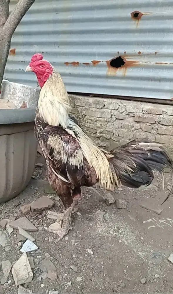 Ayam Bangkok Jual Borongan