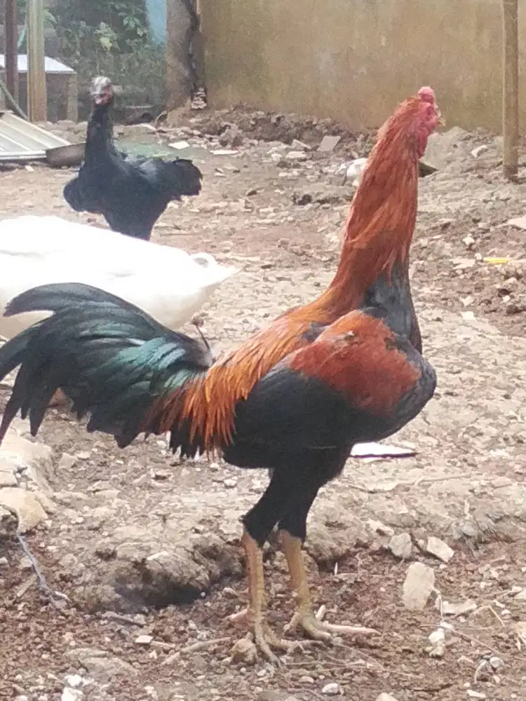 Ayam Kampung Jago
