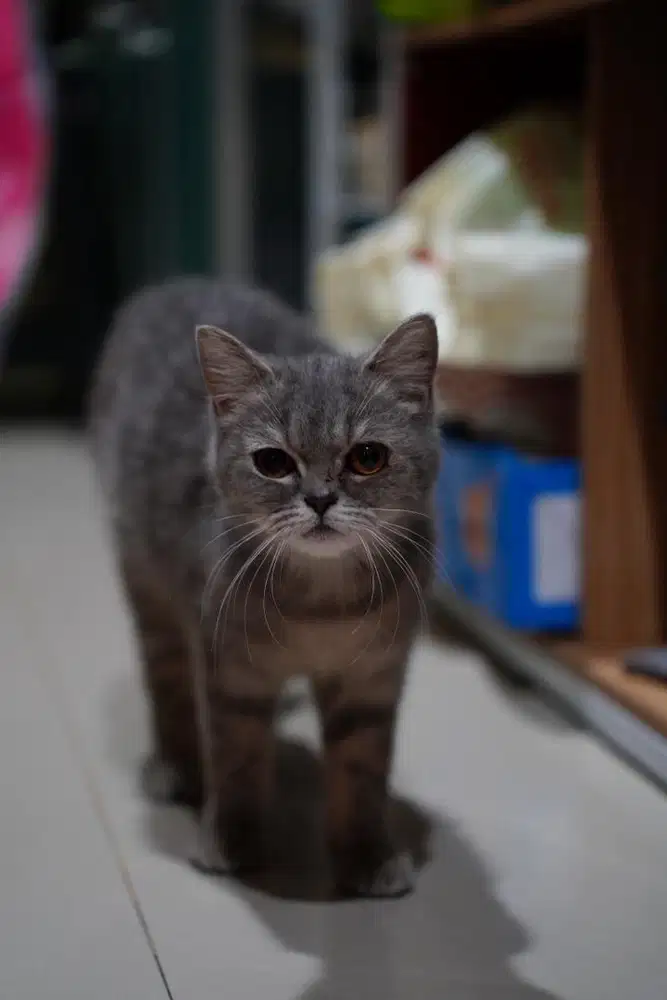 Kucing BSH NS Betina