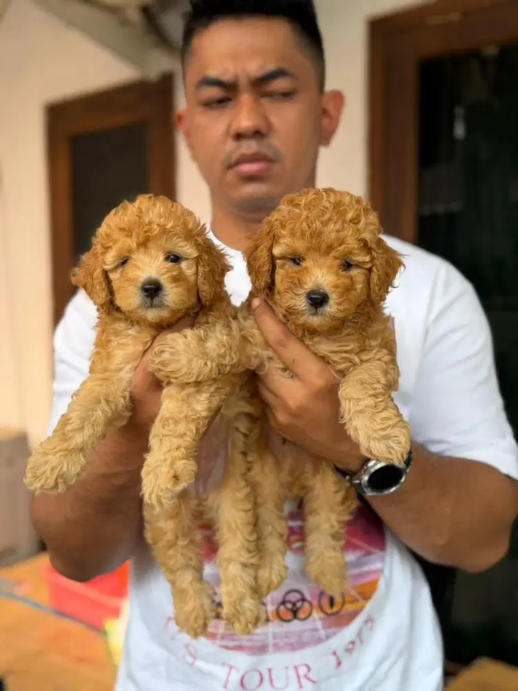 Toy poodle 2bln jantan betina