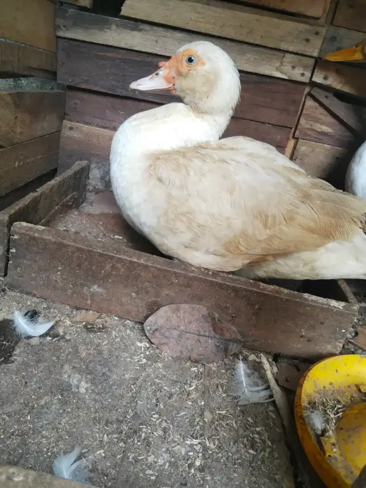 Entok betina dan bebek Peking jantan