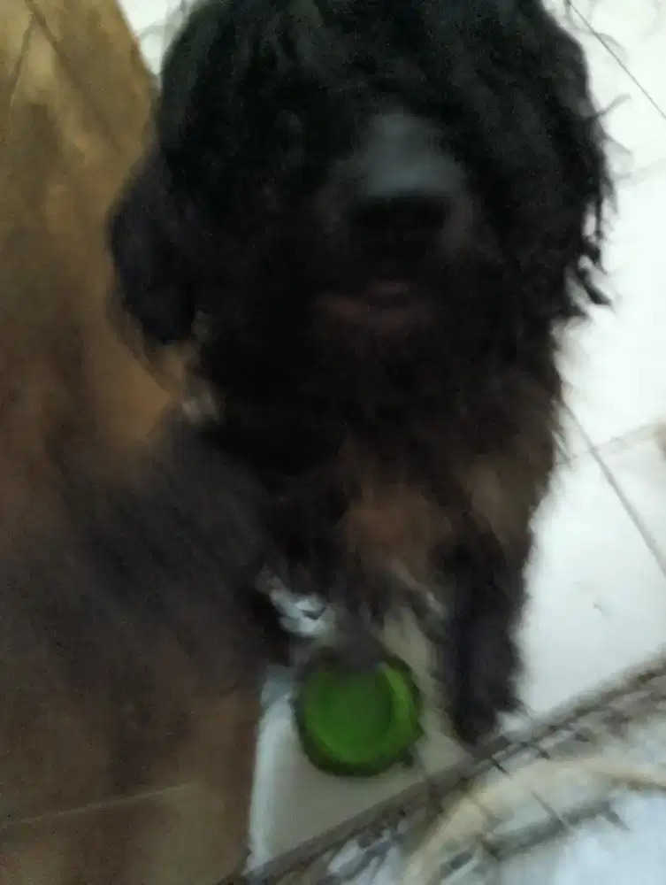 Open Adopt anjing jantan