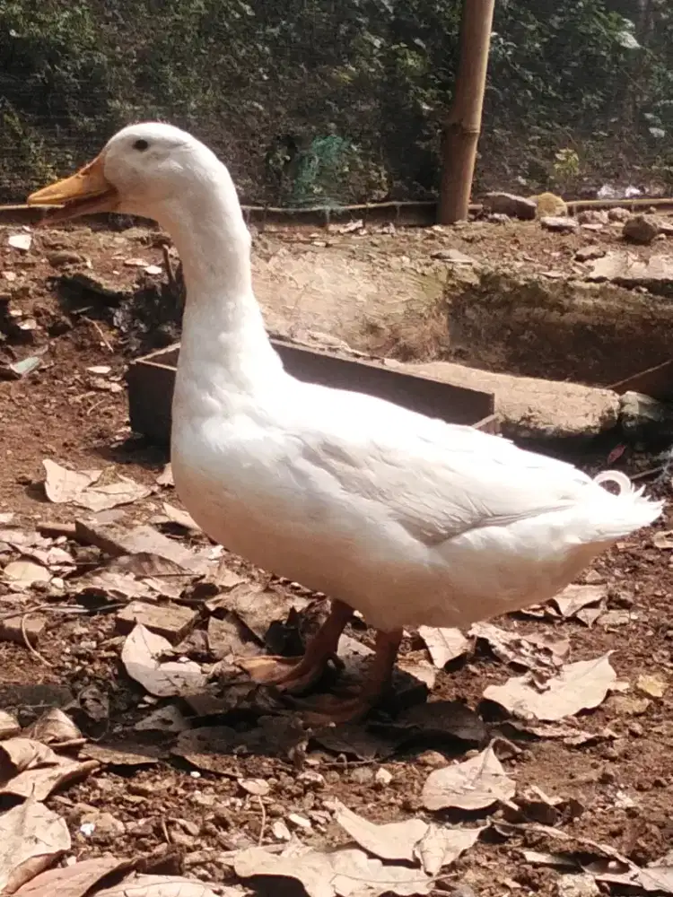 Bebek Peking Jantan