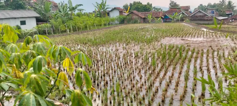 Di jual tanah sawah
