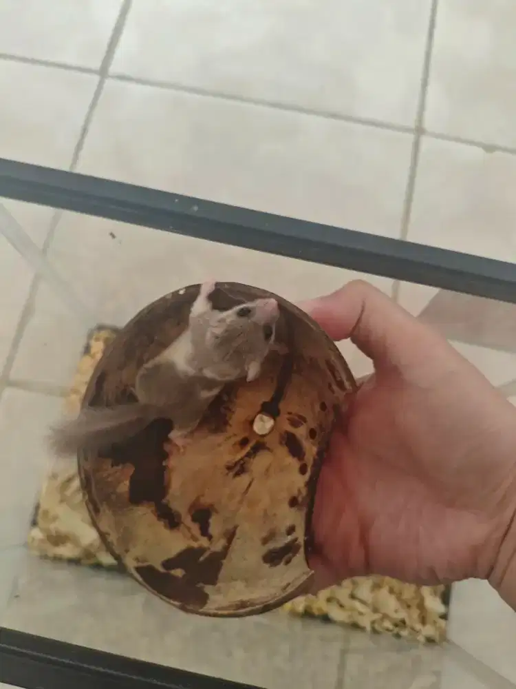 Pigmy dormice tupai mini afrika plus kandang