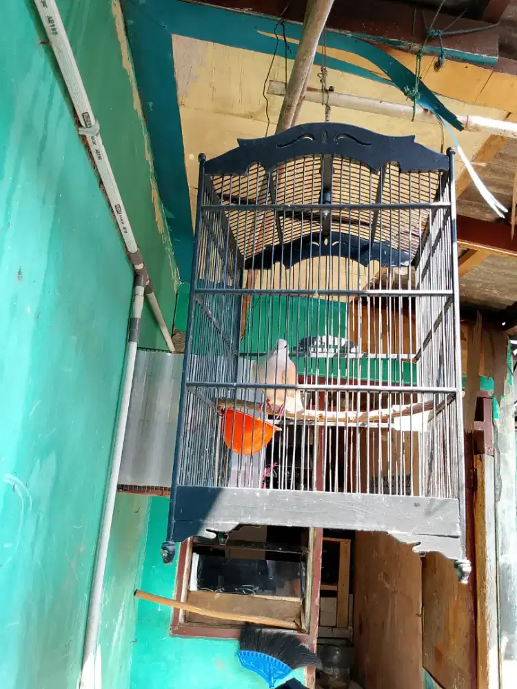 Burung puter lokal gacor