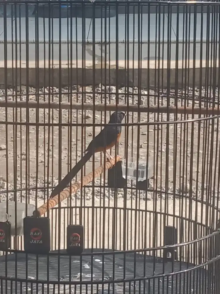 di jual burung murai batu medan