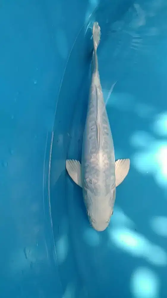 Ikan koi lokal platinum ogon Doitsu Aragoke 33cm Bulky HQ