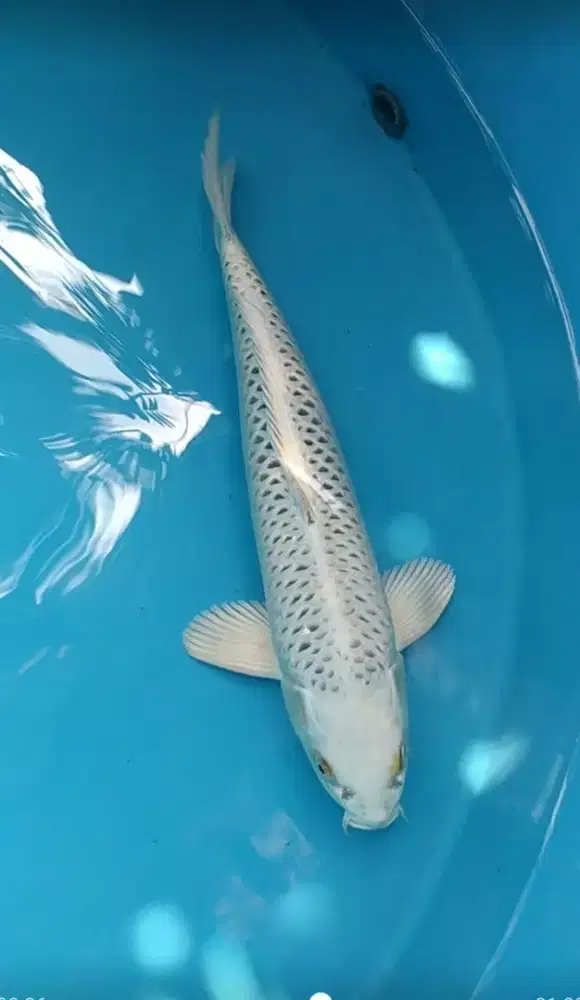 Ikan koi lokal Gin Matsuba 45bu Jantan
