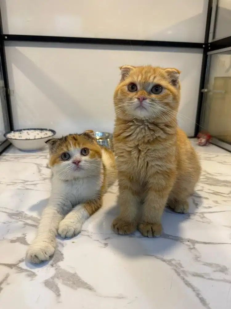 Scottish fold calico