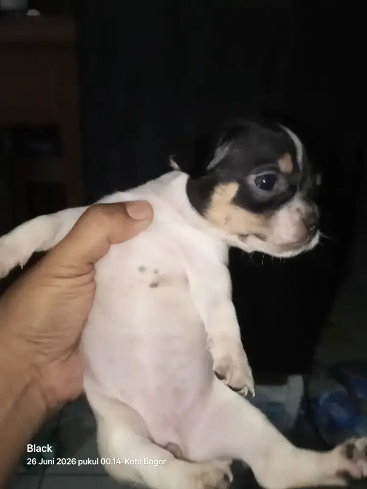 Chihuahua Pure (female)