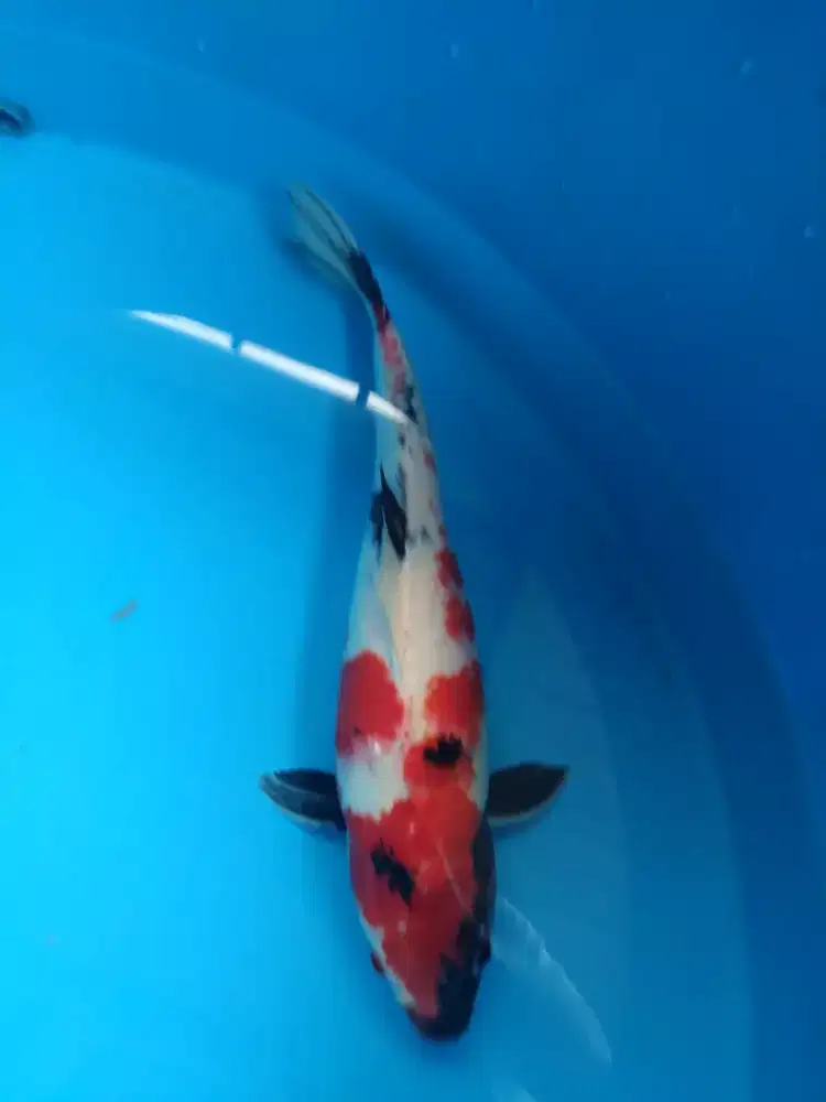 Ikan koi lokal Showa kinday 46cm cm merah strong