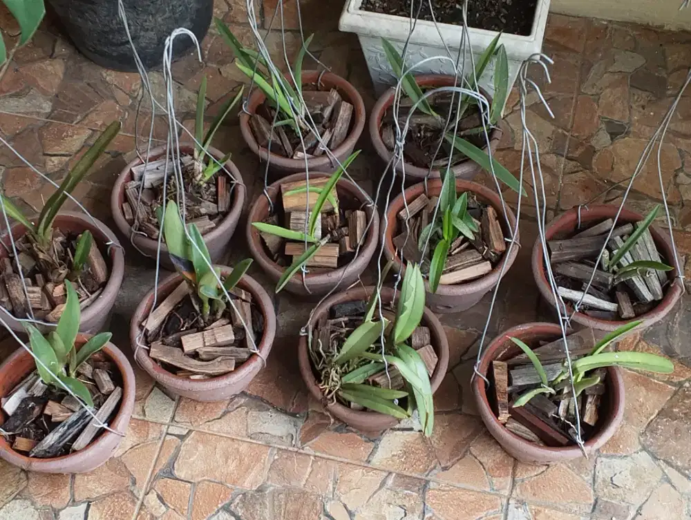 Anggrek MURAH 11 Pot, 150ribu Sajaa. Tinggal Gantung