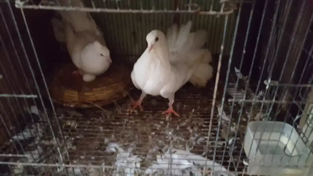 Burung Merpati Kipas Sepasang Sdh Produksi
