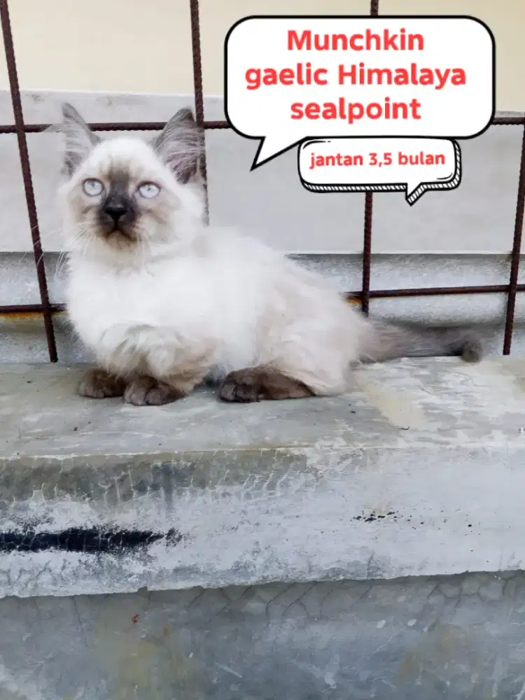 Kucing munchkin gaelic