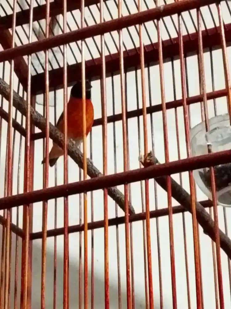 Red siskin clasik isian blackthroot dan kenari