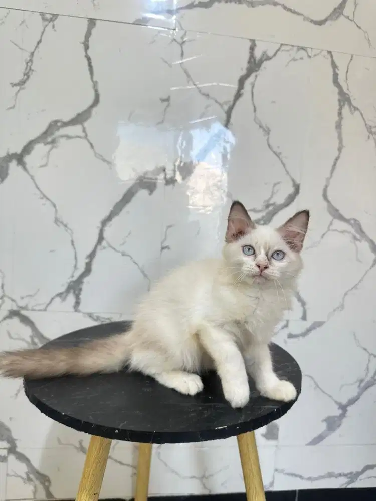 Ragdoll jantan 3 bulan