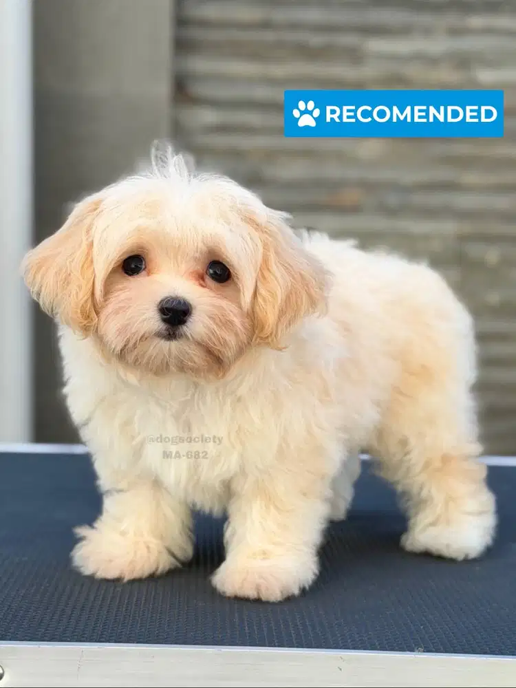 Maltipoo Puppy Teddy Face Super Cute dan Aktif