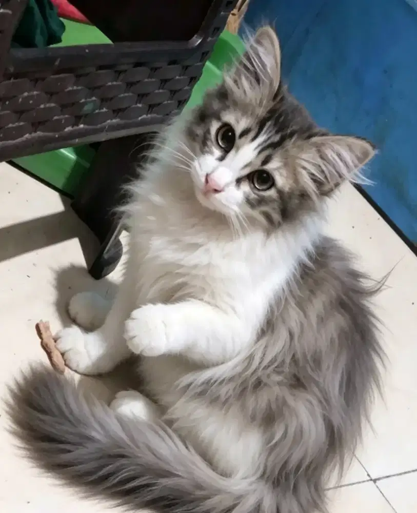 Kucing maincone mix kitten betina