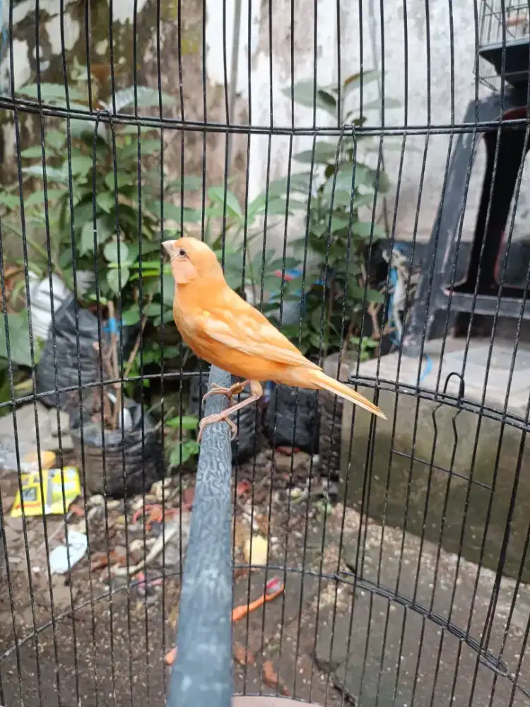 Kenari Merlok Riwikan Jantan