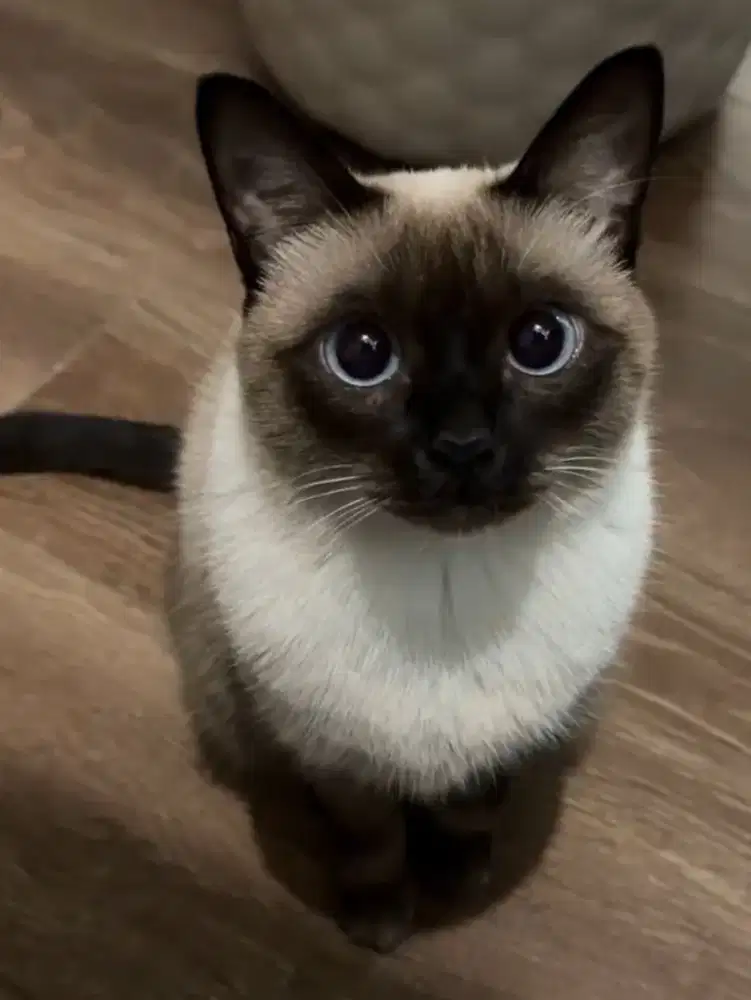 Kucing siam betina