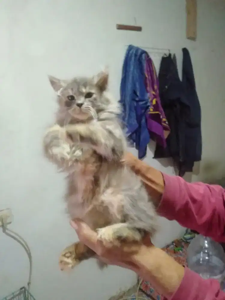 Jual kucing persiaflatnose