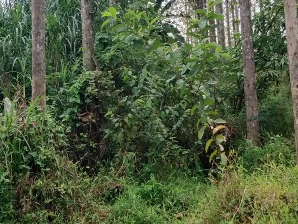 Dijual Tanah Kebon Jati Siap Panen - SHM Sukaluyu Cianjur