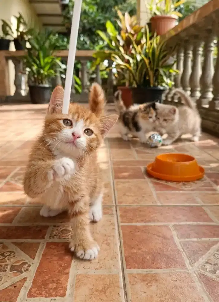 Munchkin NS jantan oyen