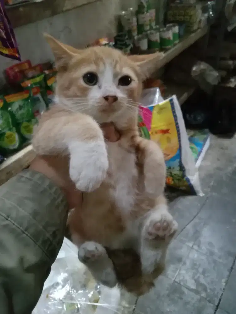 Kucing peliharaan